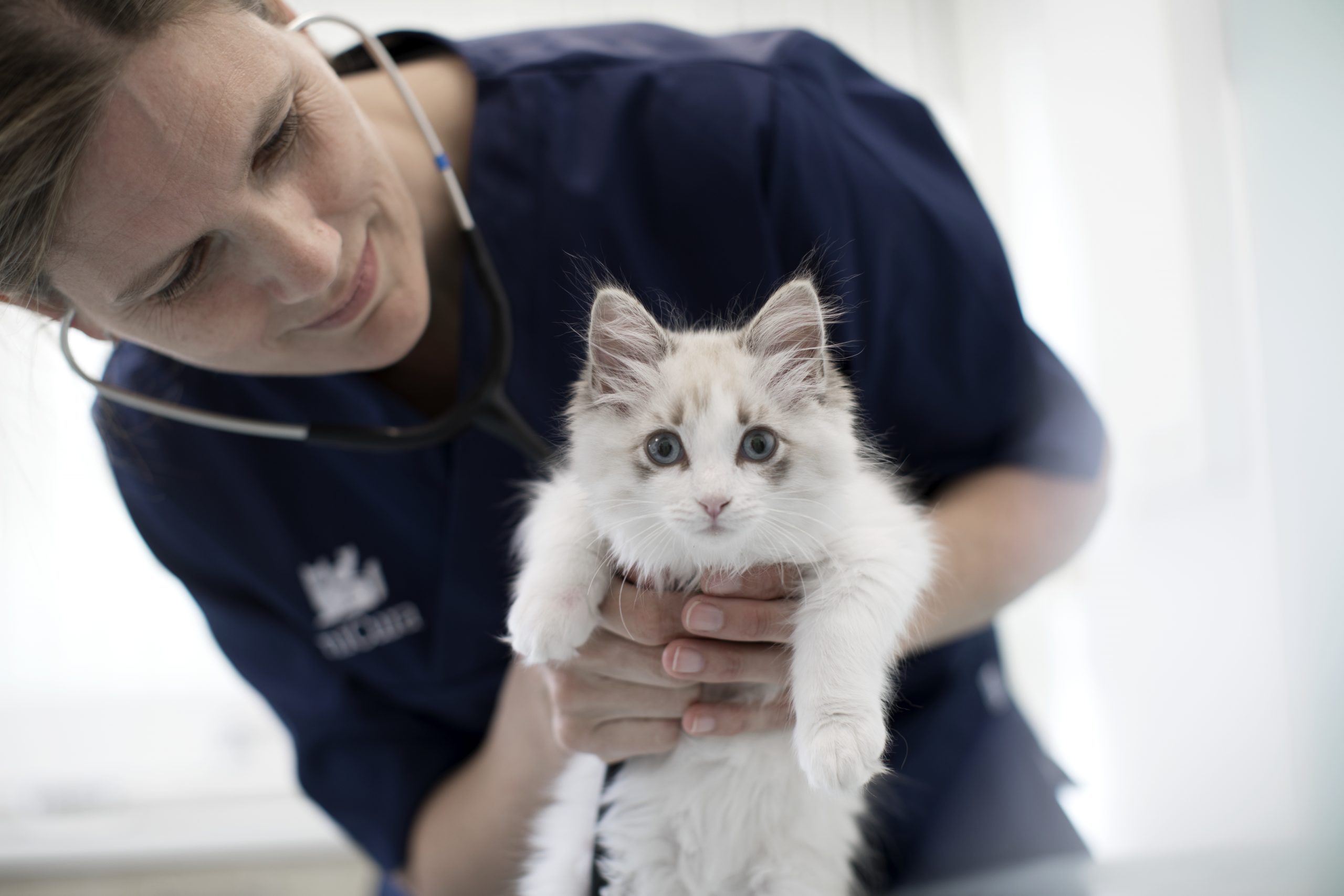 gato en veterinario