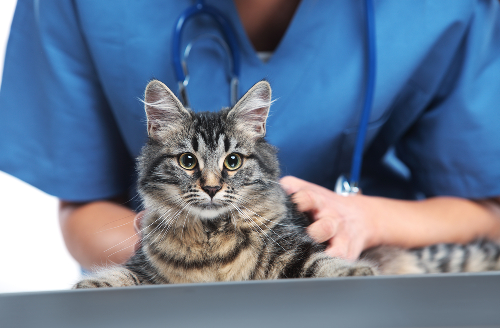 seguro veterinario perros gatos